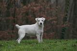 PARSON RUSSEL TERRIER 202